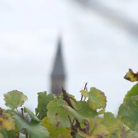 Marcia Donatti - A L'ombre Des Coteaux Sao Paulo Gasthuis 3*