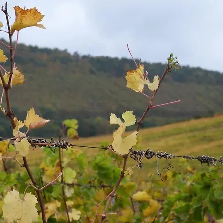 Marcia Donatti - A L'ombre Des Coteaux Sao Paulo Gasthuis 3*