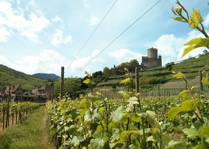 Marcia Donatti - A L'ombre Des Coteaux Sao Paulo Guest house 3*
